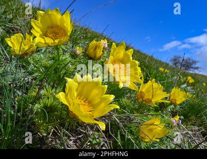 Mars Brandebourg Lebus Fleurs D Adonis Fleurissent Sur Le