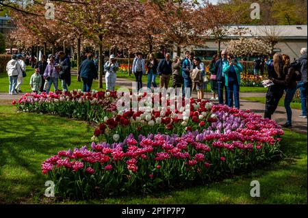 23 avril Lisse Keukenhof est également connu comme le jardin d Europe