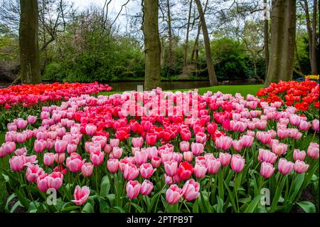 23 avril Lisse Keukenhof est également connu comme le jardin d Europe