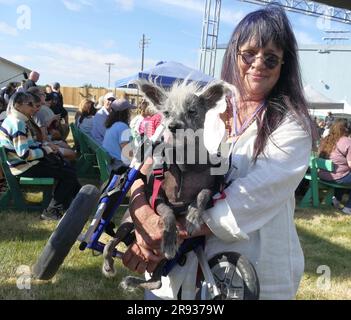 Petaluma Tats Unis Rd Juin Scooter Un Chien Chinois Cr Te