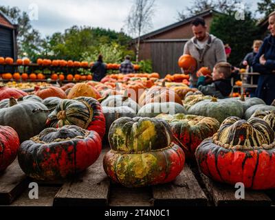 Nijmegen Pays Bas Octobre On Voit Des Gens Choisir Des