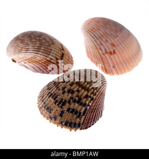 Trois Exemples De Van Hyning S Cockle Shells Montrant Le D Tail Nervur