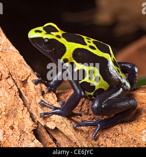 Un Poison Dart Frog En Amazonie P Rou Esp Ce Dendrobates Reticulatus