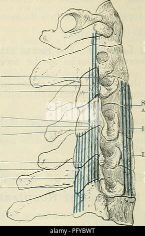 Cunningham s Text book de l anatomie L anatomie CALENUS ANTÉRIEURE