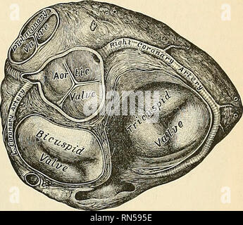 Anatomie descriptif et appliquée L anatomie Le CŒUR 555 d en