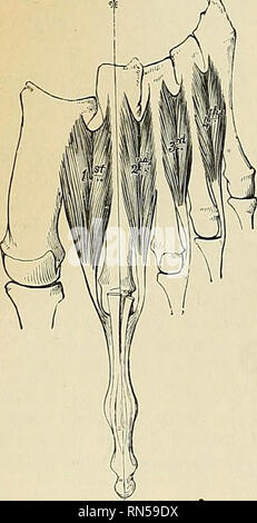 Anatomie Descriptif Et Appliqu E L Anatomie La Cinqui Me