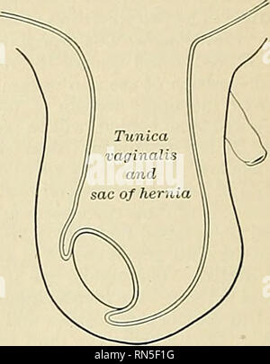 Anatomie Descriptif Et Appliqu E L Anatomie Fig Diagramme