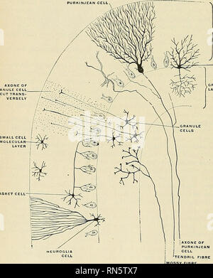 Anatomie descriptif et appliquée L anatomie Le cervelet le lobe