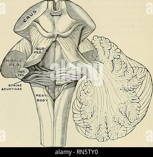 Anatomie descriptif et appliquée L anatomie Le cervelet le lobe