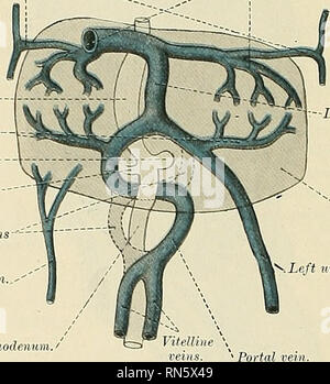 Anatomie Descriptif Et Appliqu E L Anatomie Le Iuscles Fascia