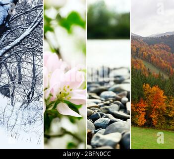 Collage Quattro Stagioni Diverse Foto Di Alberi Belli In Diversi