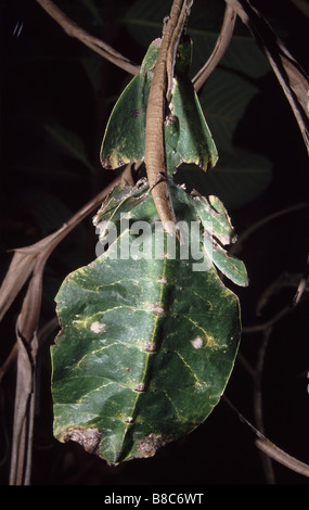 Foglia Gigante Di Insetto Phyllium Giganteum Dalle Foreste Pluviali