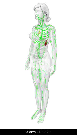 Sistema Linfatico Del Corpo Umano Anatomia Foto Stock Alamy