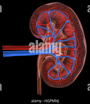 Anatomia Umana Del Tratto Superiore Dei Reni E Ureteri Vengono