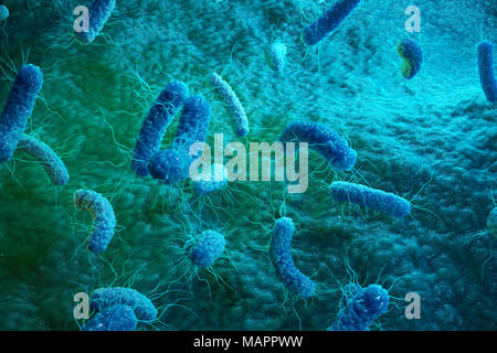 Enterobacterias Grammo Negativas Proteobacteria Batteri Come