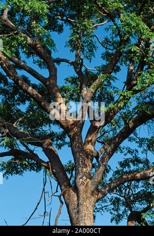 Tronco de caoba - Swietenia mahogany tree trunk