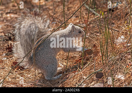 Delmarva Squirrel Showingi its Tail in the Forest in the Chincoteague Wildlife Refuge in Virginia Stock Photo