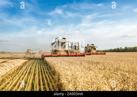 Against the backdrop of a sunny summer day and blue sky with clouds. Combine harvester harvesting ripe golden wheat on the field. The image of the Stock Photo