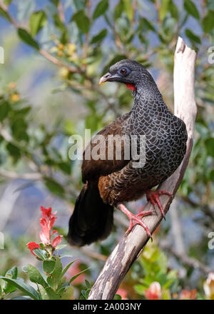 Andean Guan (Penelope montagnii) perched on a branch in a montane forest - Ecuador Stock Photo