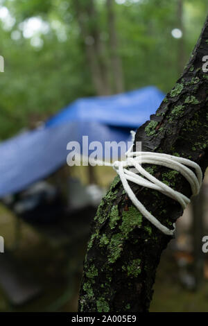 rope tied hard to the tree in rainy forest Stock Photo