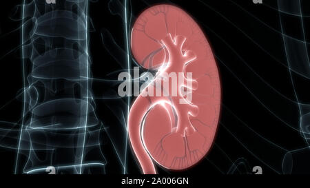 Human Urinary System Kidneys Anatomy Stock Photo