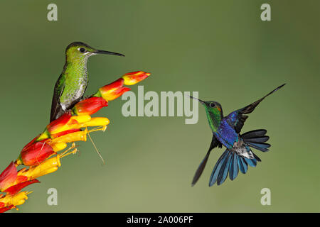 Female Green-crowned Brilliant (Heliodoxa jacula) perched on a flower with a Male Green-crowned Woodnymph (Thalurania fannyi) in flight - Ecuador Stock Photo