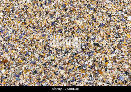 Seashells background. Many sea shells on a beach summer background. Small seashells and sand beach holiday background, summer backdrop Stock Photo