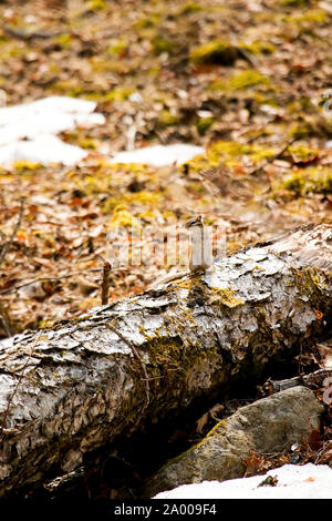 Siberian chipmunk, Eutamias sibiricus or Tamias sibiricus. Lazovsky Nature Reserve,  Sikhote-Alin mountain range. Primorsky Kray. Russia, Asia Stock Photo