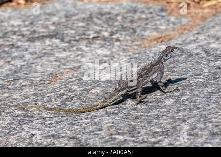 Rainbow lizard, Agama agama, colorful lizard standing in Africa, female Stock Photo