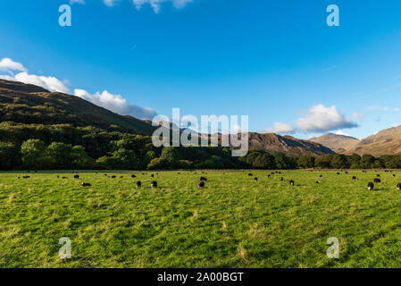 Black and white sheep eating on a grass field Stock Photo