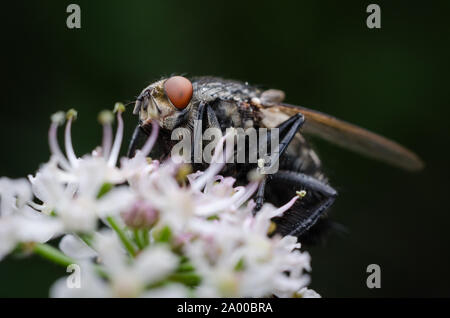 Drosophila melanogaster, macro of a common fruit fly on a flowering plant against dark background Stock Photo