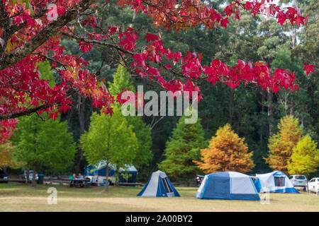 Autumn camping landscape background. Red fall leaves with blurred camping tents, people and colourful autumn trees on the background. Adventure and re Stock Photo