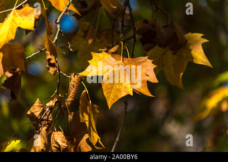 Autumn yellow canadian maple leaves background. Bright fall foliage wallpaper. Selective focus and shallow DOF Stock Photo