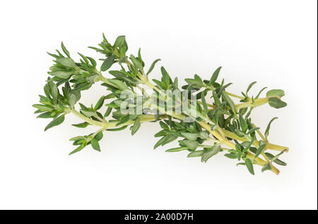 Fresh thyme isolated on white background Stock Photo