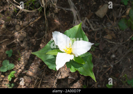 Trillium grandiflorum (common names white trillium, large-flowered trillium, great white trillium, white wake-robin, French: trille blanc) in central Stock Photo