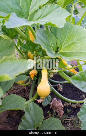 Yellow zucchini crookneck summer squash plant growing in a garden on a homestead Stock Photo