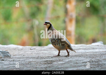 Chukar partridge, Alectoris chukar at Hemis National Park in Leh Ladakh, Jammu and Kashmir, India Stock Photo