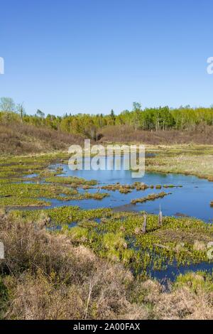 Wetland, Elk Island National Park, Alberta, Canada Stock Photo