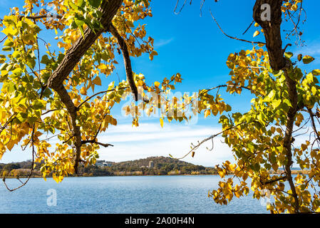 Autumn bright and vivid colorful poplar leaves with Burley Griffin Lake on the background. Fall foliage wallpaper. Bowen Park, Canberra, Australian Ca Stock Photo