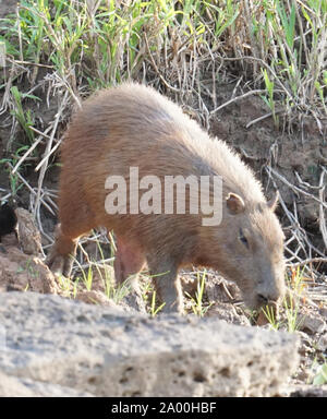 The capybara (Hydrochoerus hydrochaeris) is a mammal native to South America. It is the largest living rodent in the world. Also called chigüire, chigüiro and carpincho, this is a wild animal photographed on the banks of the River Amazon. Stock Photo