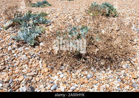 Sea kale vegetated shingle on the pebbly beach at Dungeness in Kent, UK Stock Photo