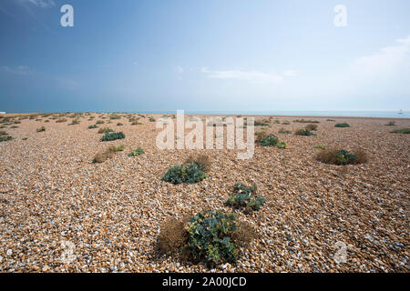 Sea kale vegetated shingle on the pebbly beach at Dungeness in Kent, UK Stock Photo