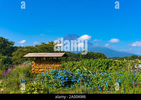 Corn drying rack with Mount Fuji on the background. Japanese rural agriculture scene in Oshino Hakkai heritage village. Japan countryside of Fuji Five Stock Photo