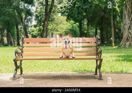 Cute Pembroke Welsh Corgi dog on a bench in the park Stock Photo