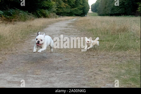 Flying dog being chased Stock Photo