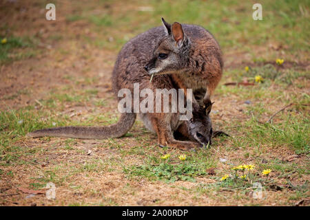 Tammar Wallaby, adult female with joey on meadow, Cuddly Creek, South Australia, Australia, (Macropus eugenii) Stock Photo