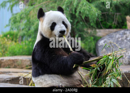 Giant Panda, adult, captive, Adelaide, South Australia, Australia, (Ailuropoda melanoleuca) Stock Photo