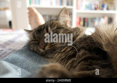 cat sleeping between the legs of her owner in the bed Stock Photo