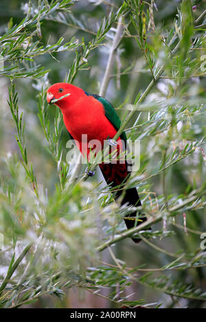Australian King Parrot, adult on tree feeding, Long Beach, New South Wales, Australia, (Alisterus scapularis) Stock Photo