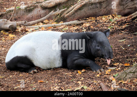 Malayan Tapir, adult resting, captive, Adelaide, South Australia, Australia, (Tapirus indicus) Stock Photo